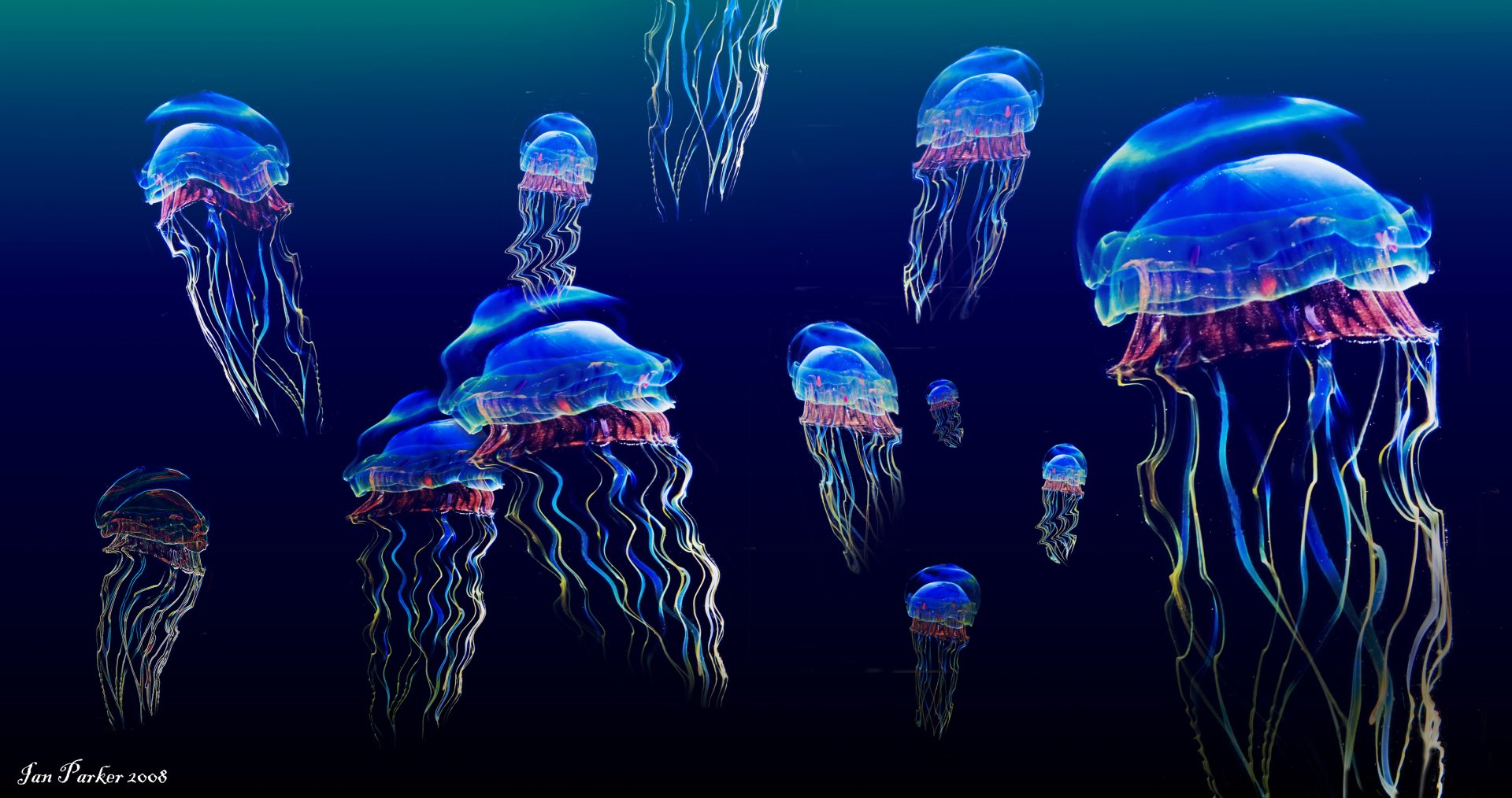 Detail Jellyfish Backgrounds Nomer 6