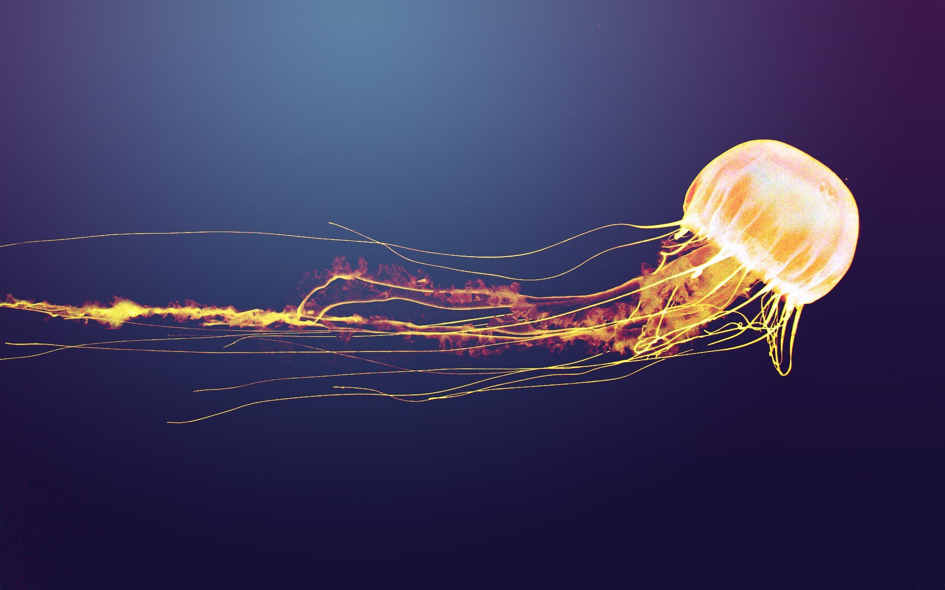 Detail Jellyfish Backgrounds Nomer 48
