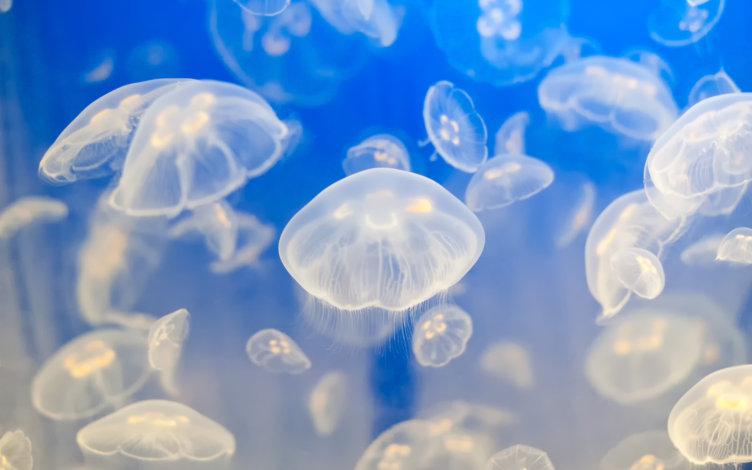 Detail Jellyfish Backgrounds Nomer 50