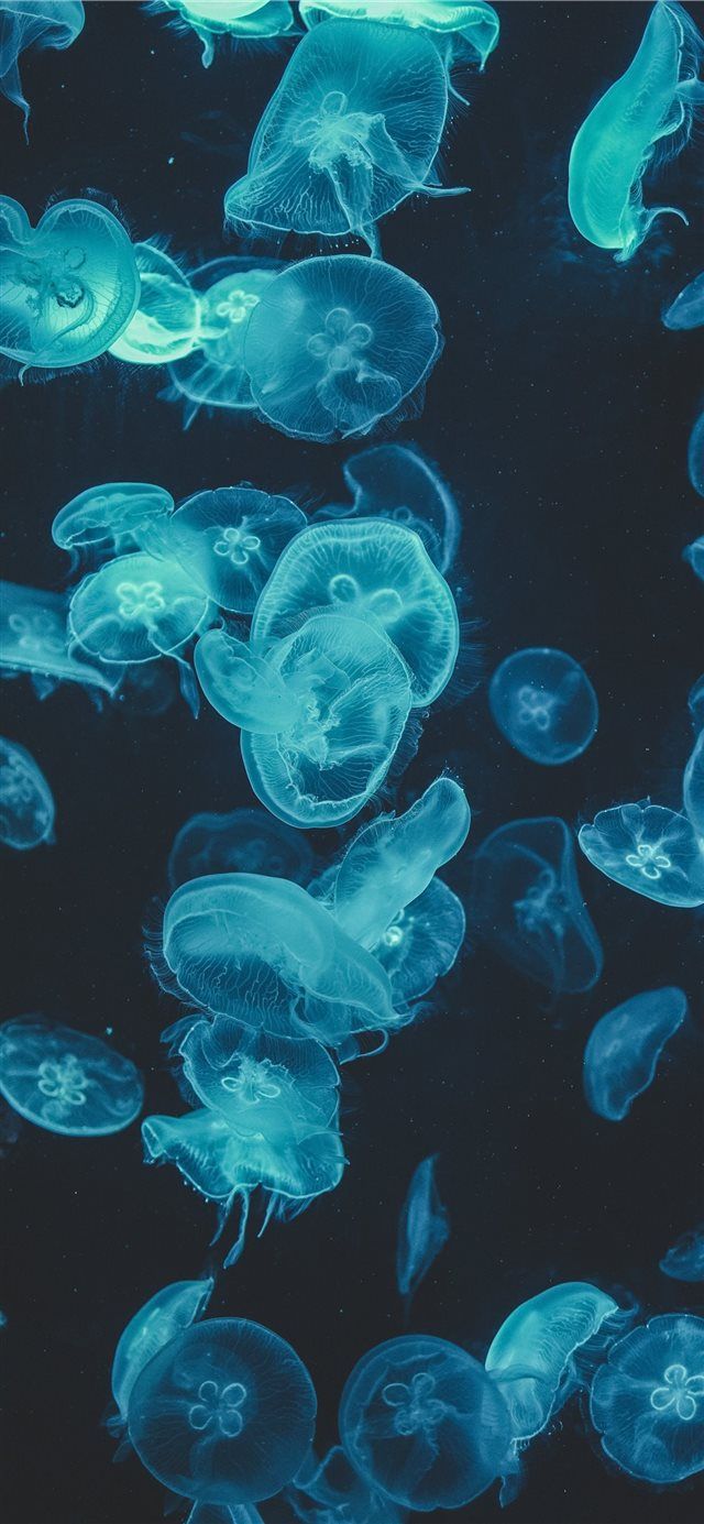 Detail Jellyfish Backgrounds Nomer 53