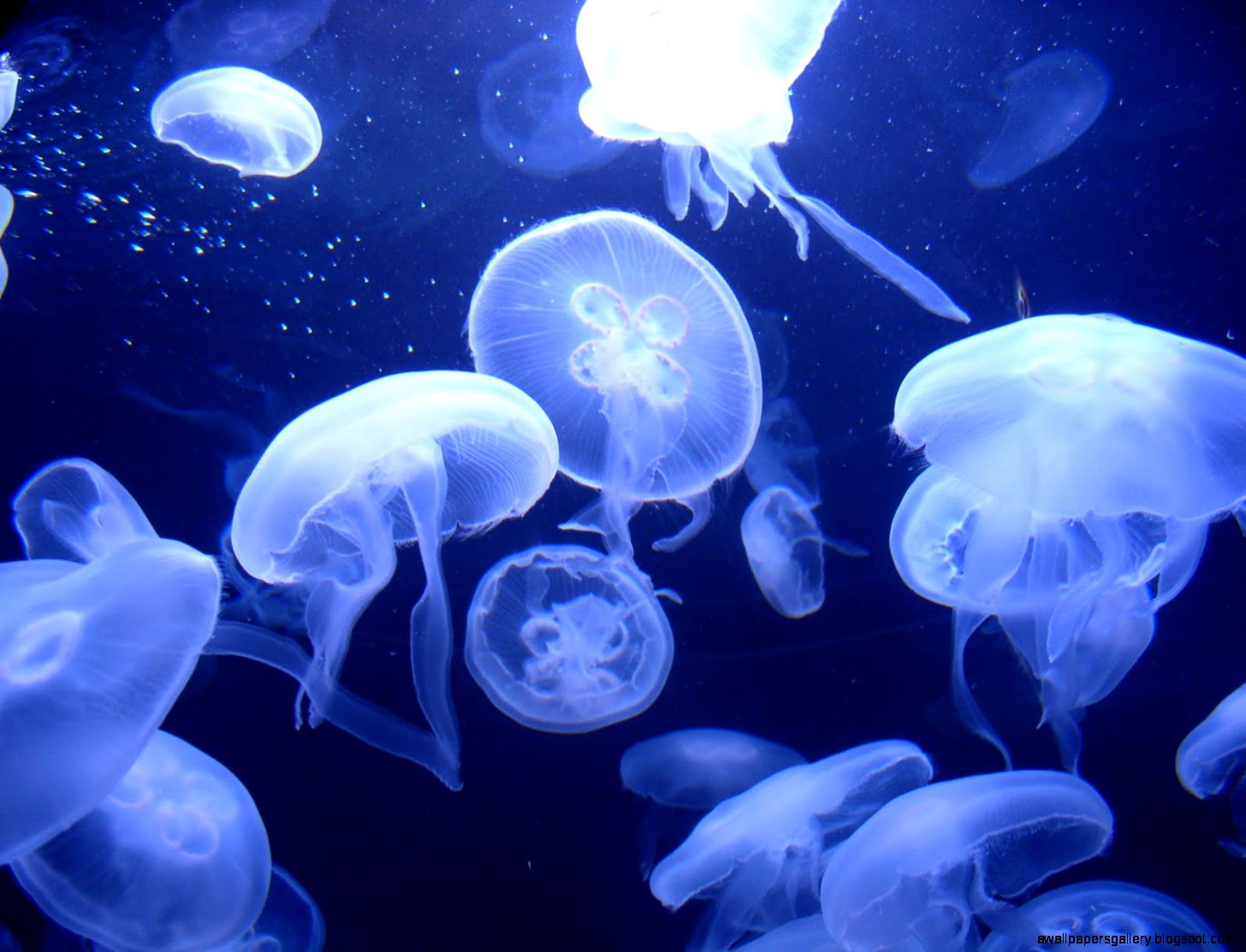 Detail Jellyfish Backgrounds Nomer 54