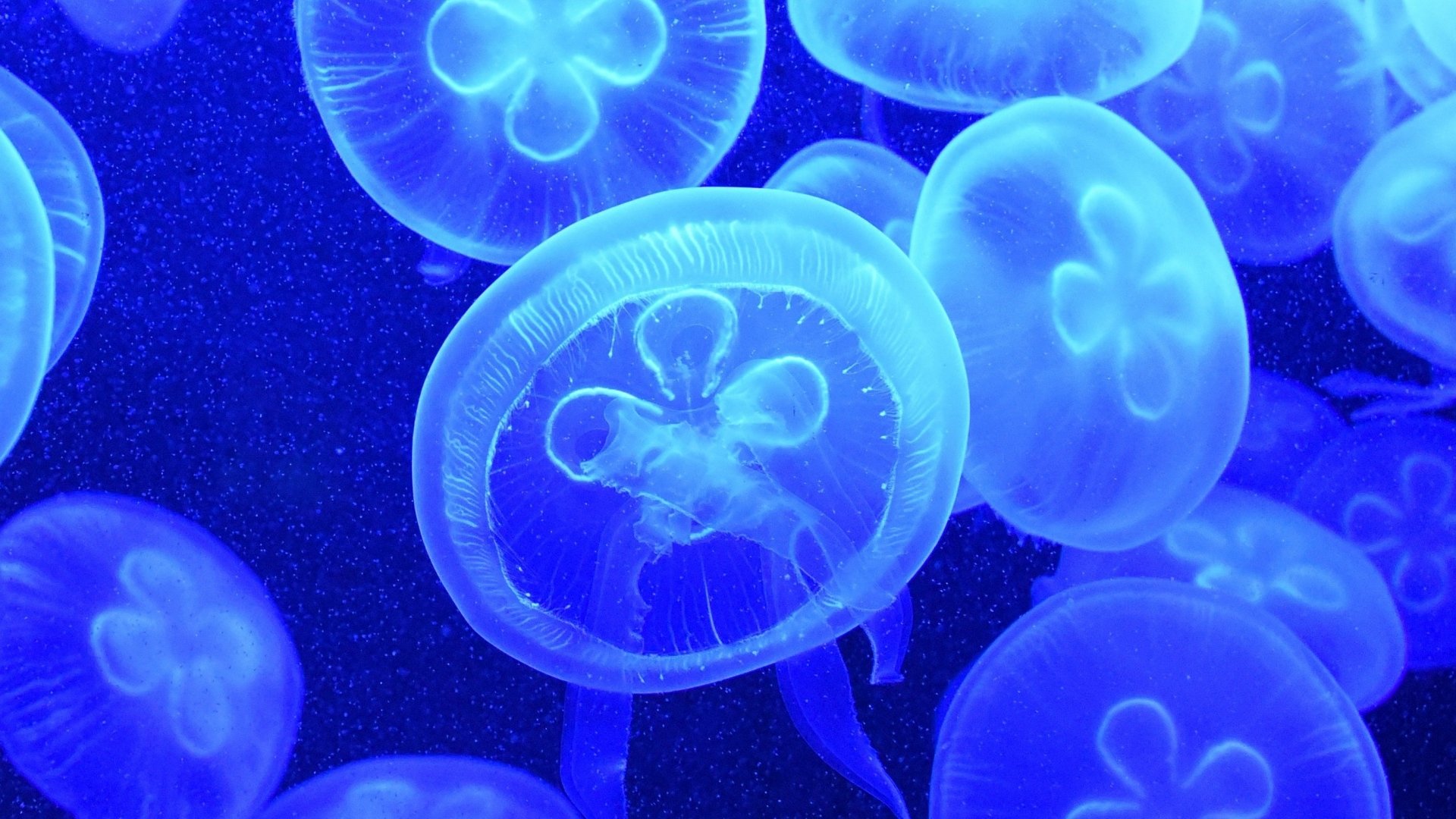 Detail Jellyfish Backgrounds Nomer 55