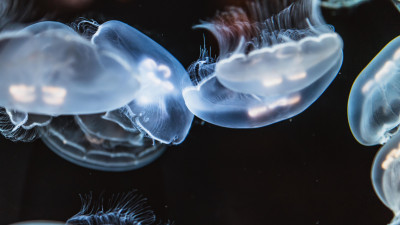 Detail Jellyfish Backgrounds Nomer 56