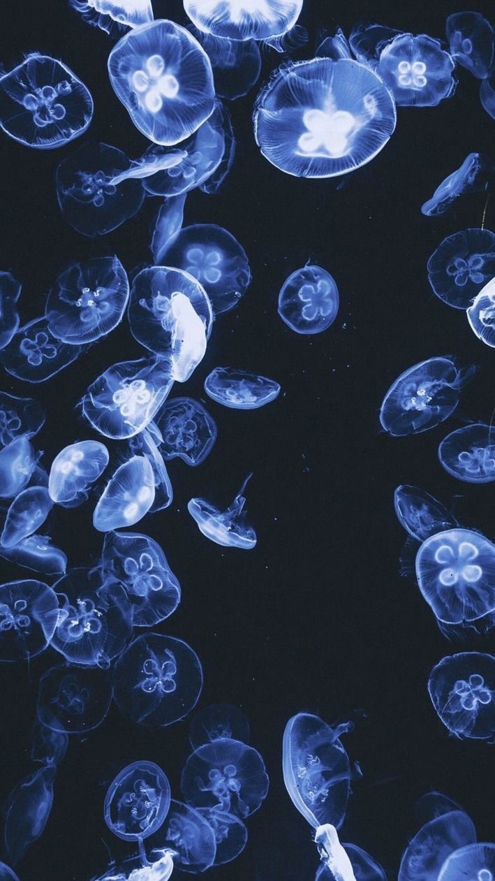 Detail Jellyfish Backgrounds Nomer 57