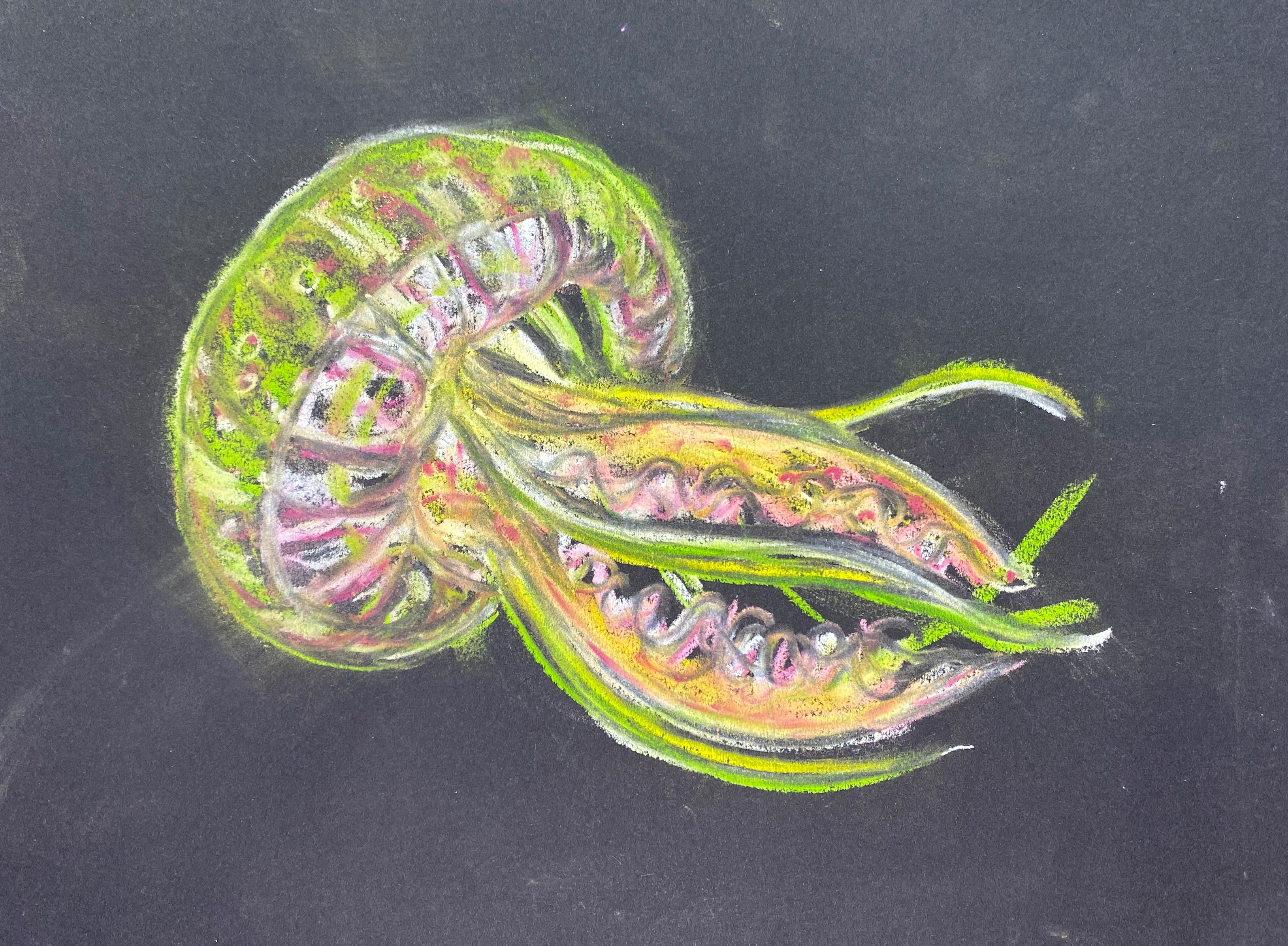 Detail Jellyfish Chalk Art Nomer 21