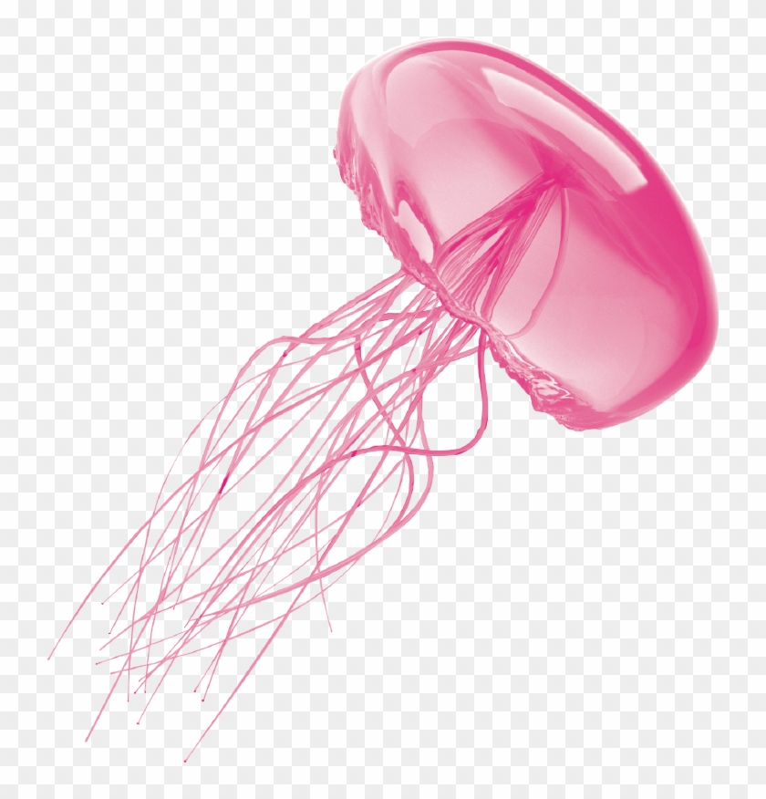 Detail Jellyfish Clipart Transparent Nomer 20