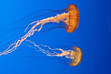 Detail Jellyfish Images Free Nomer 11