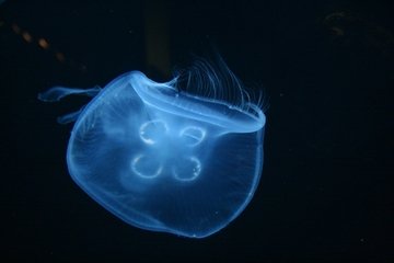 Detail Jellyfish Images Free Nomer 40
