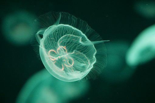 Detail Jellyfish Images Free Nomer 44