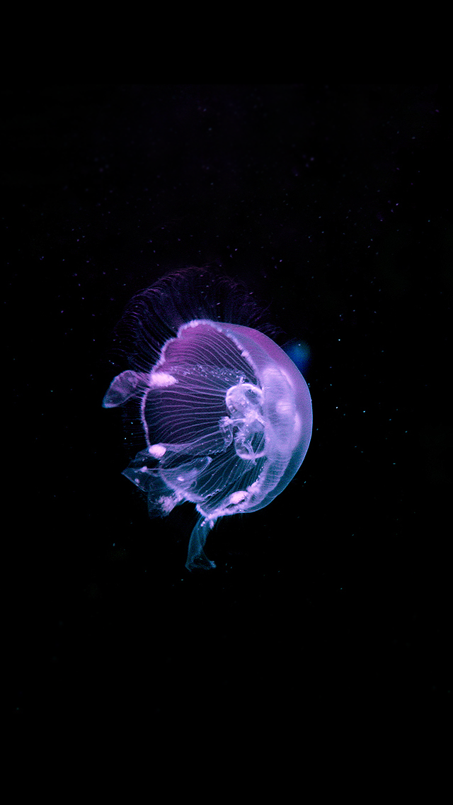 Detail Jellyfish Iphone Wallpaper Nomer 2