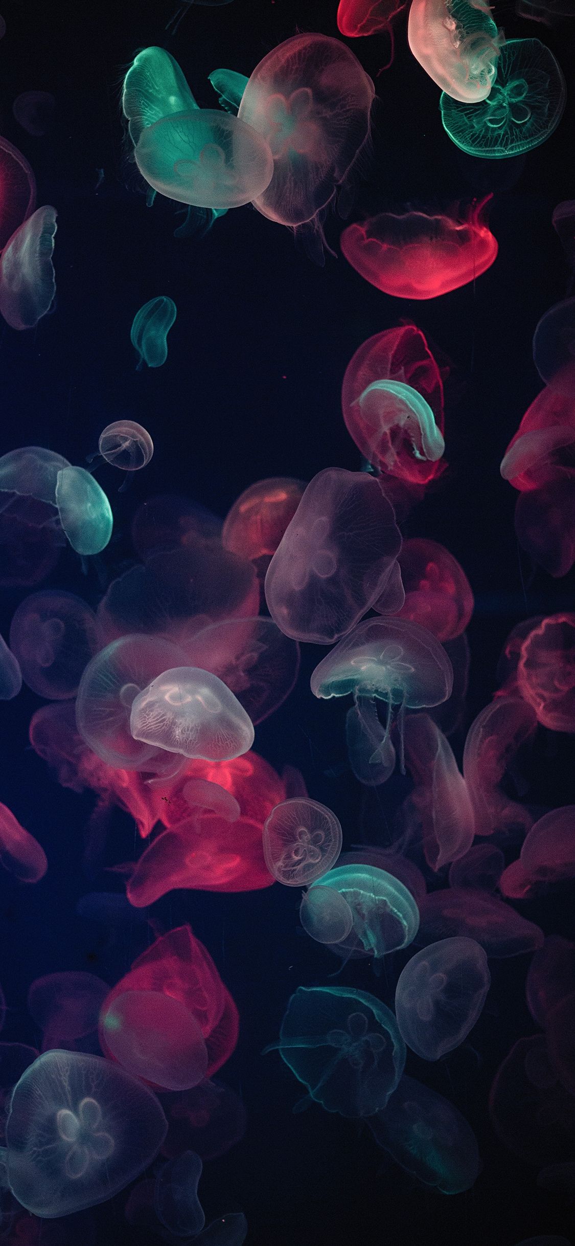 Detail Jellyfish Iphone Wallpaper Nomer 18