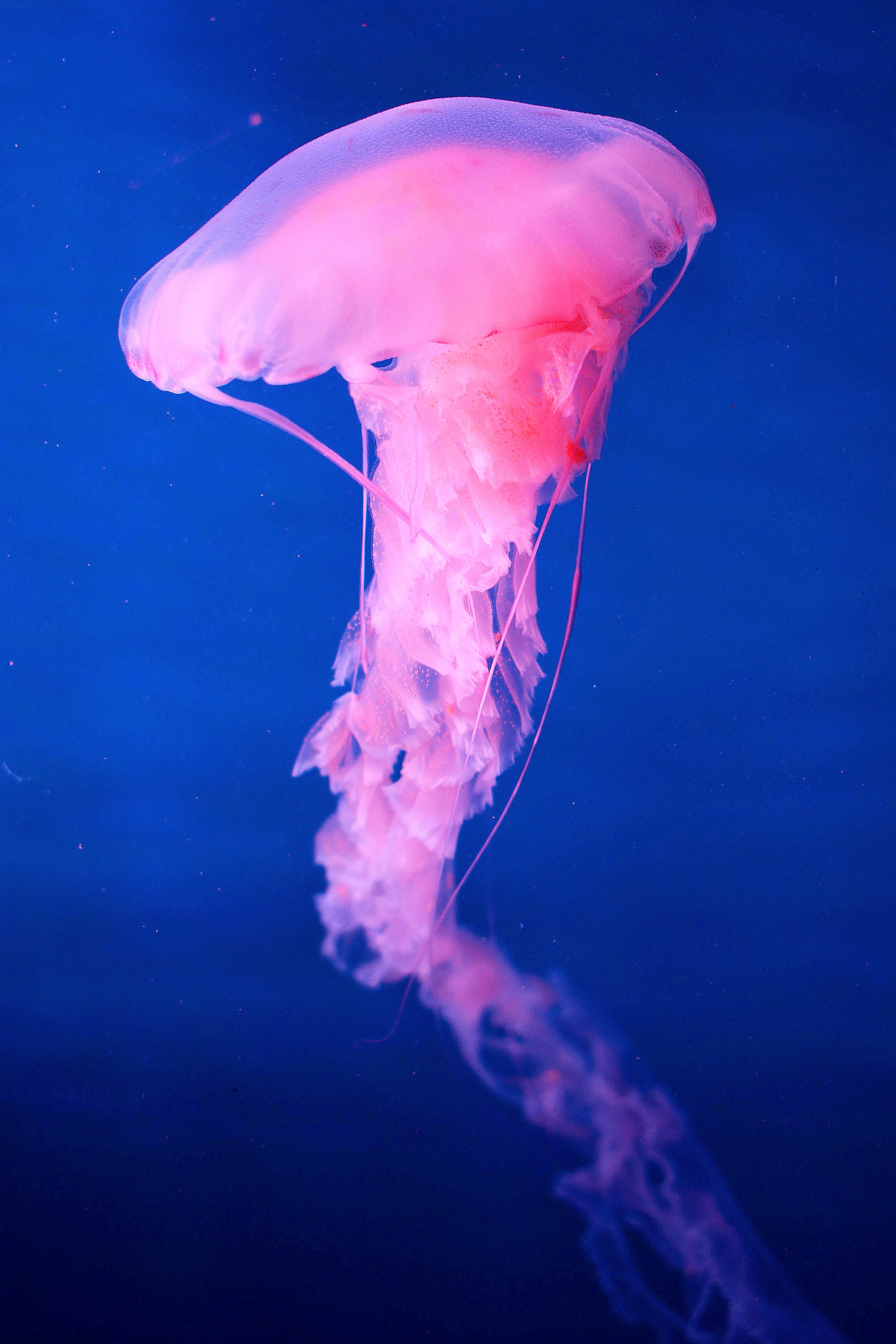 Detail Jellyfish Iphone Wallpaper Nomer 24