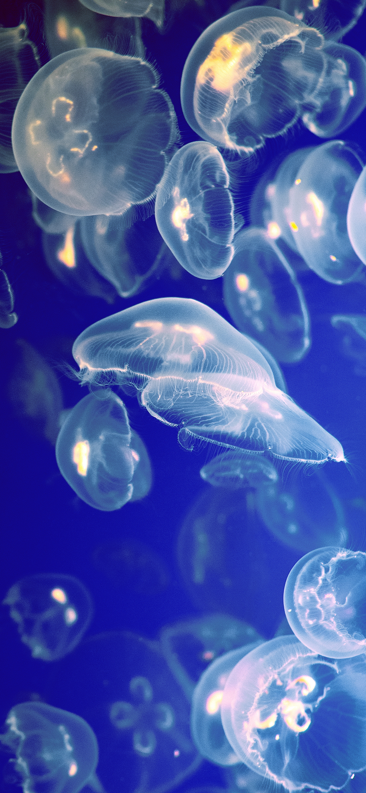 Detail Jellyfish Iphone Wallpaper Nomer 48