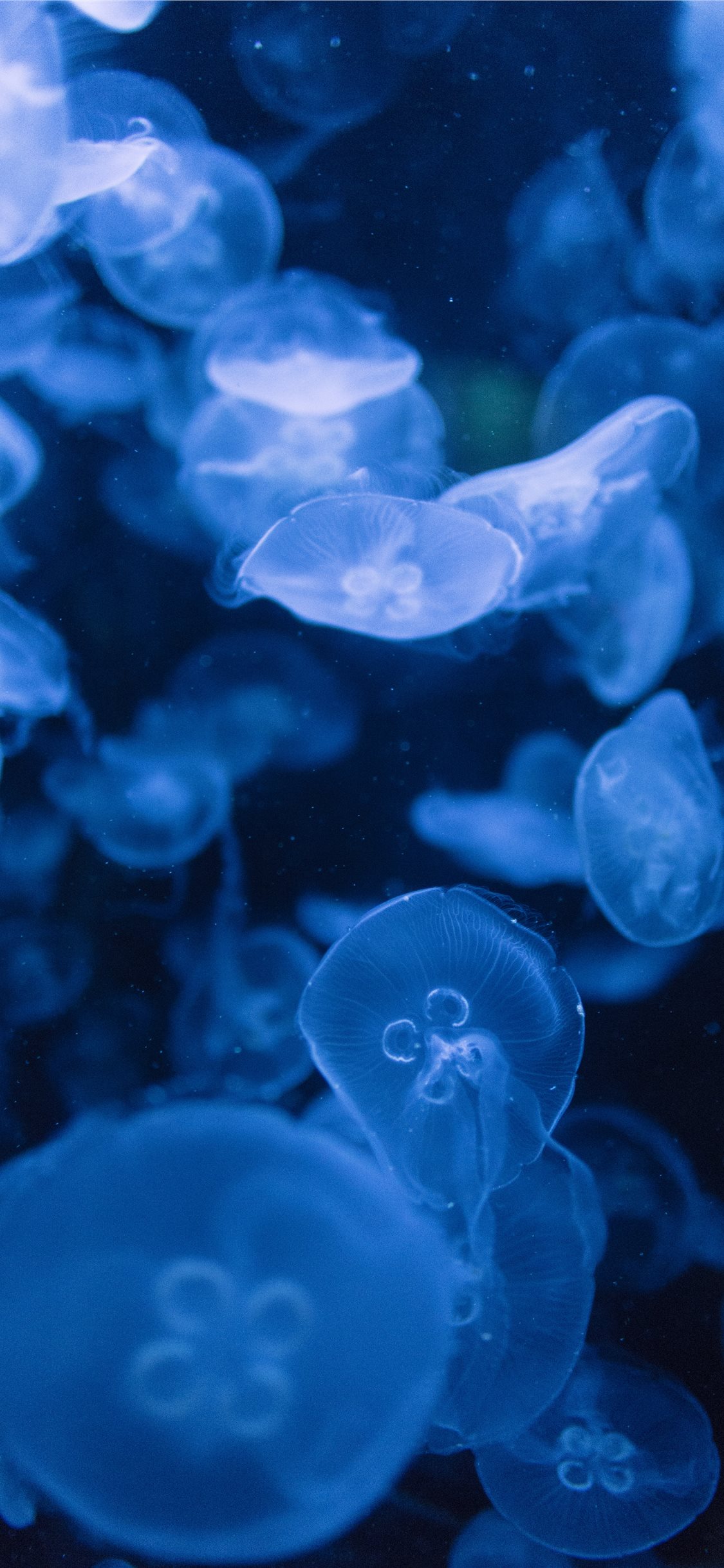 Detail Jellyfish Iphone Wallpaper Nomer 8