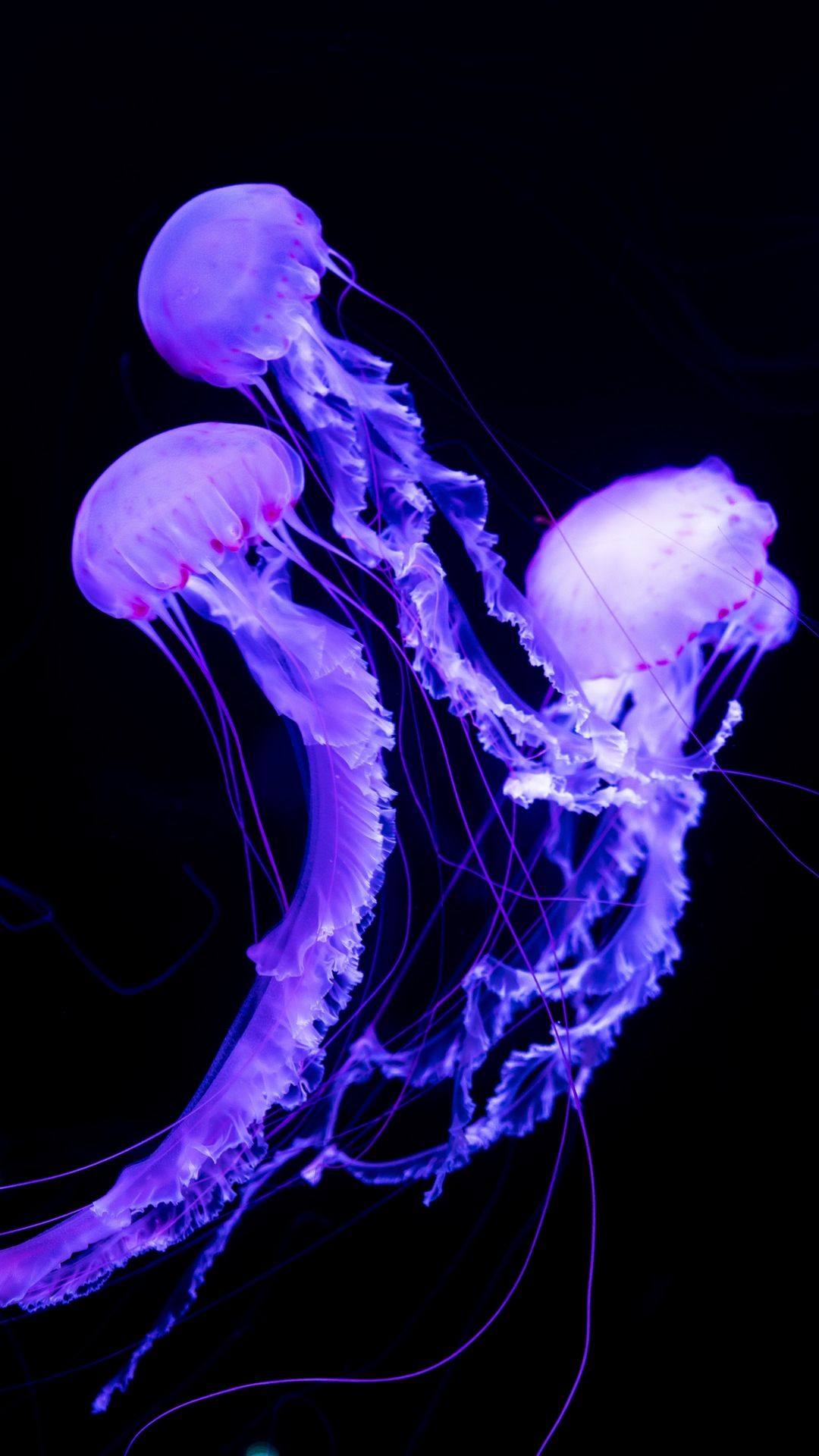 Detail Jellyfish Iphone Wallpaper Nomer 9