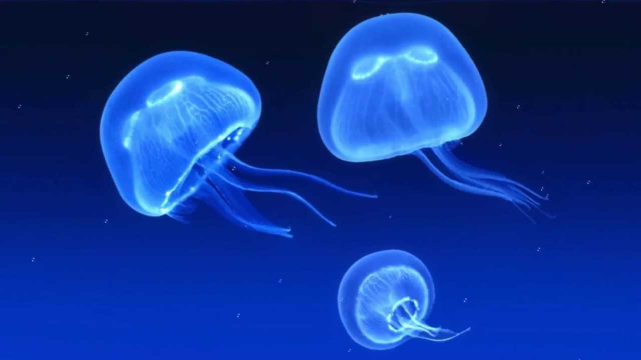 Detail Jellyfish Live Wallpaper Iphone Nomer 20