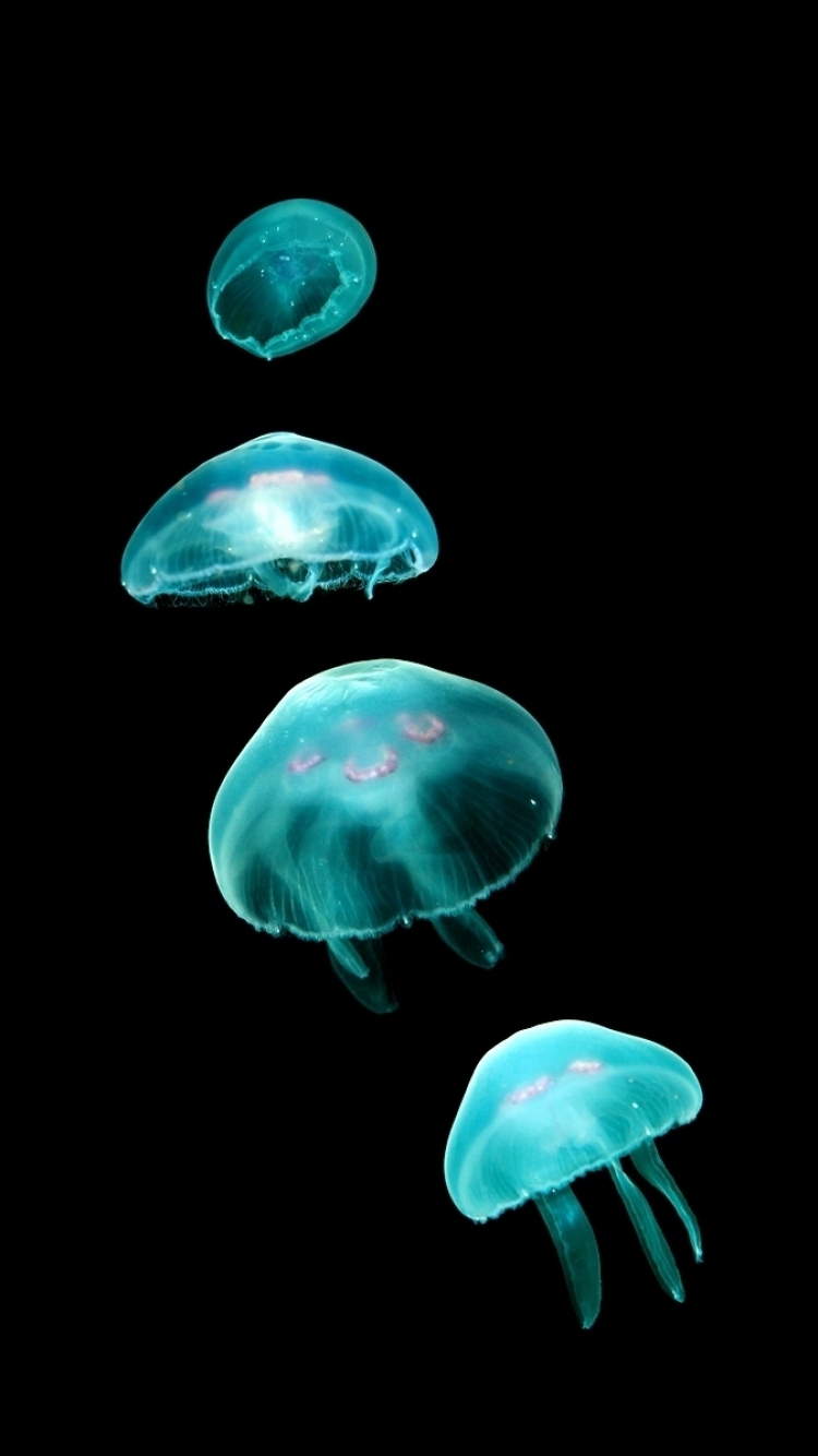 Detail Jellyfish Live Wallpaper Iphone Nomer 25