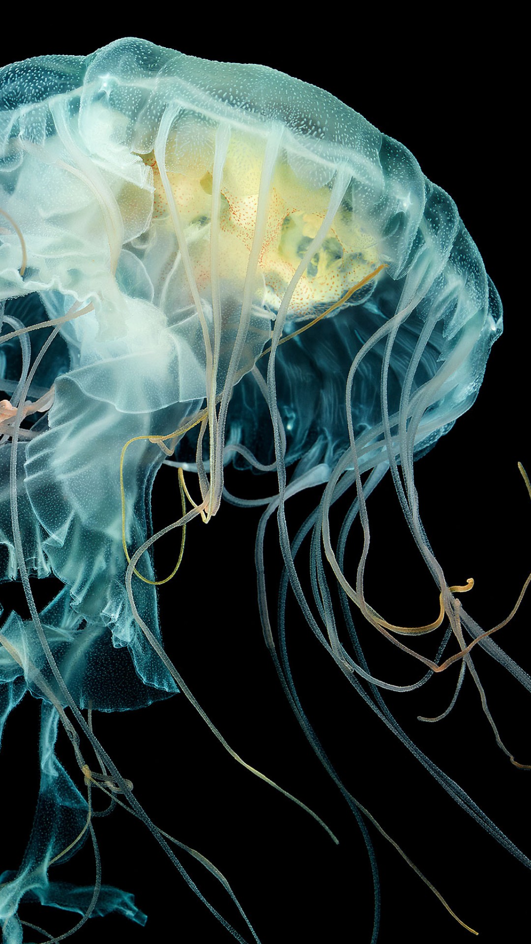 Detail Jellyfish Live Wallpaper Iphone Nomer 32