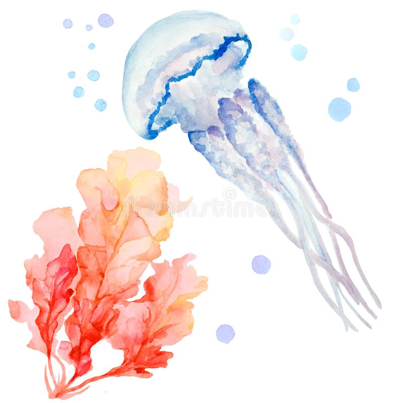 Detail Jellyfish No Background Nomer 23