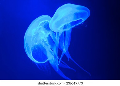 Detail Jellyfish No Background Nomer 24