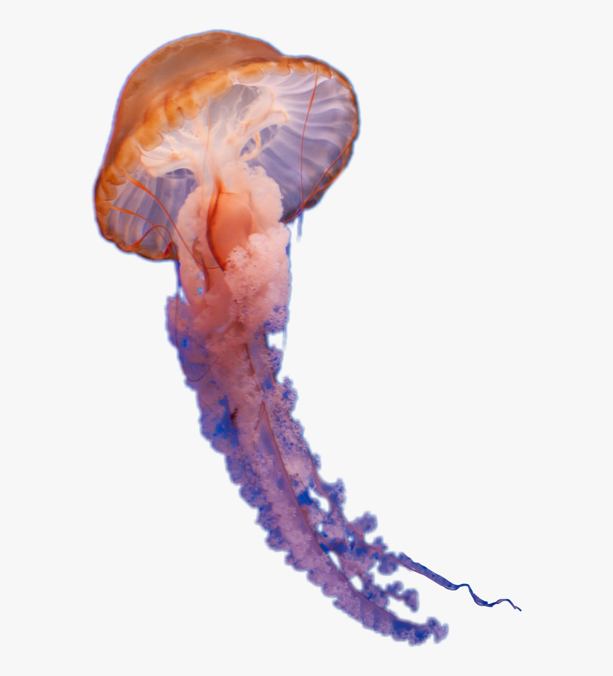 Detail Jellyfish No Background Nomer 8