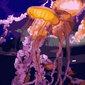 Detail Jellyfish Paint By Numbers Nomer 44