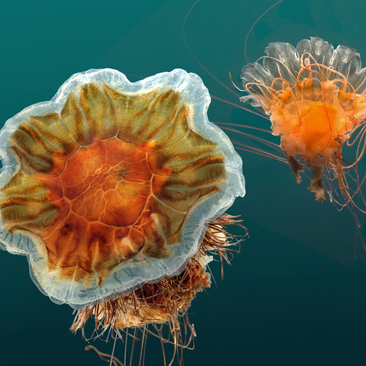 Detail Jellyfish Pic Nomer 33