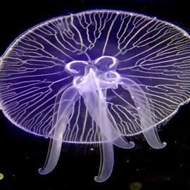 Detail Jellyfish Pic Nomer 41