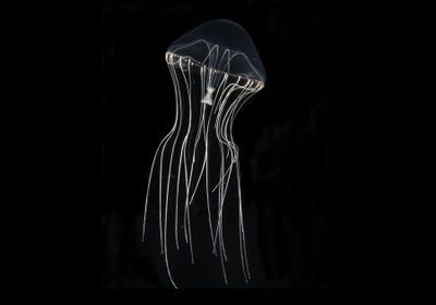 Detail Jellyfish Pics Nomer 27