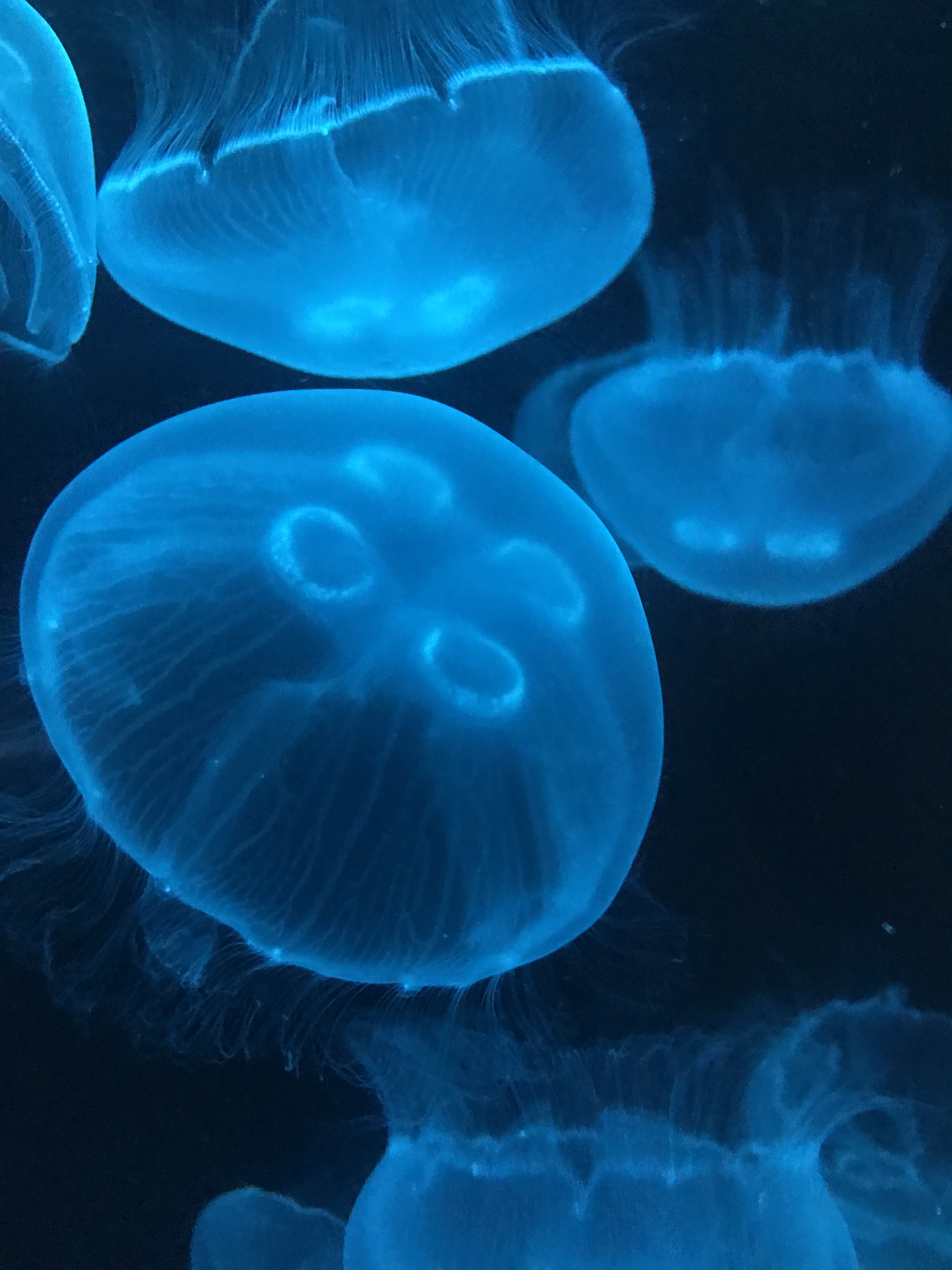 Detail Jellyfish Pics Nomer 52
