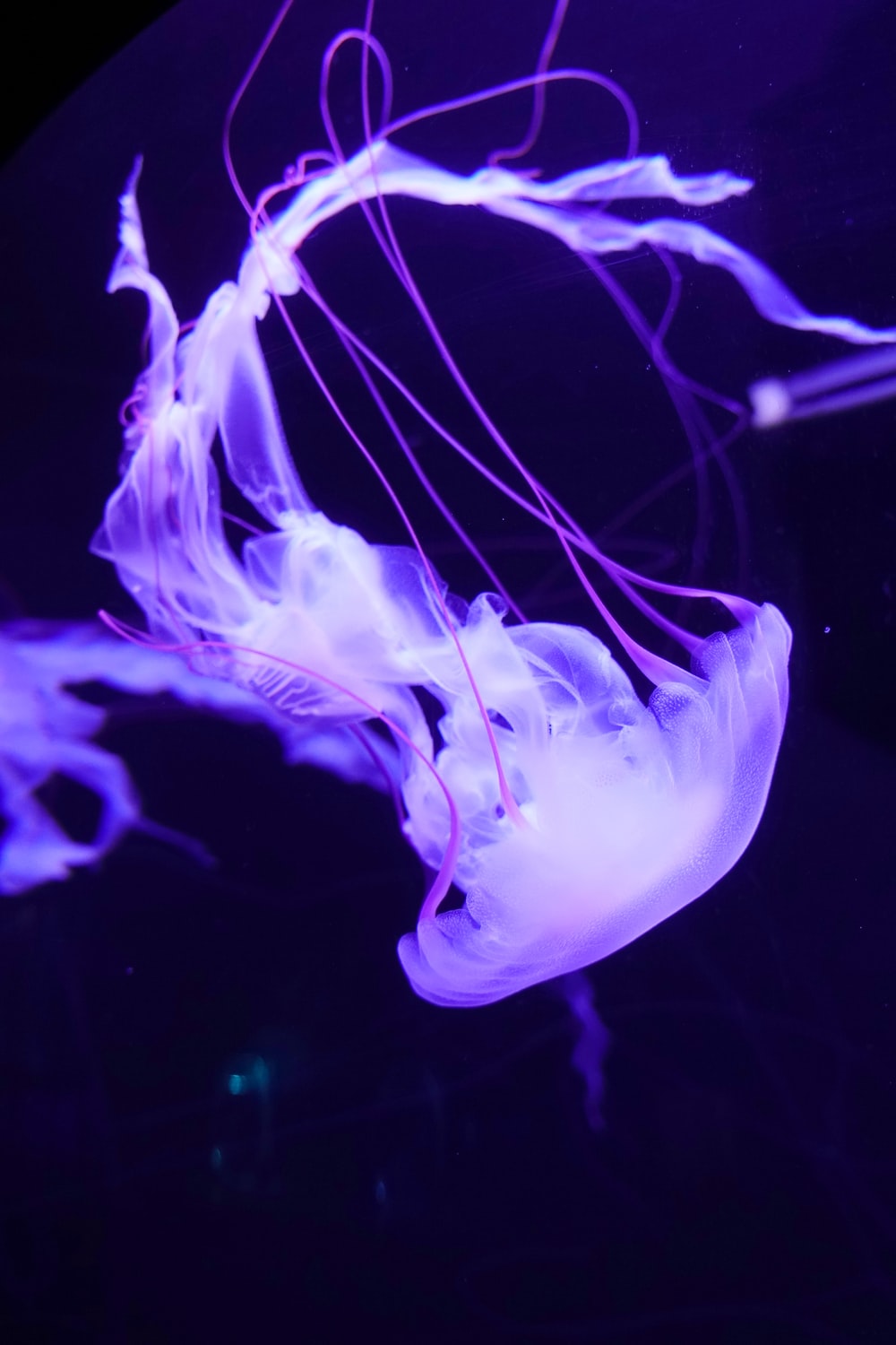 Detail Jellyfish Pics Nomer 53