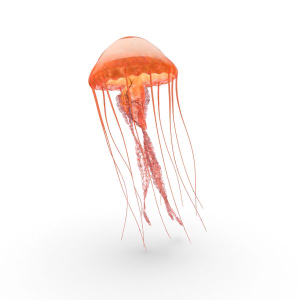 Detail Jellyfish Png Nomer 18