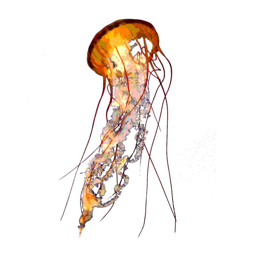 Detail Jellyfish Png Nomer 19