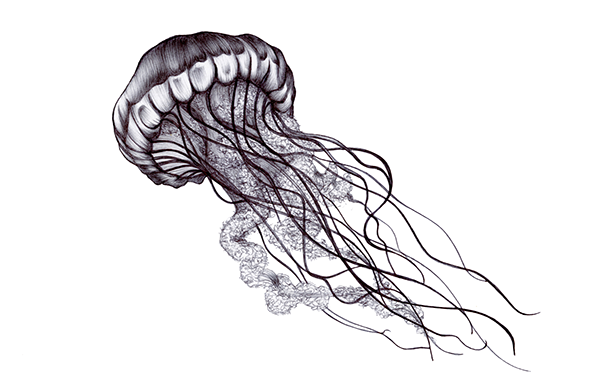 Detail Jellyfish Png Nomer 27