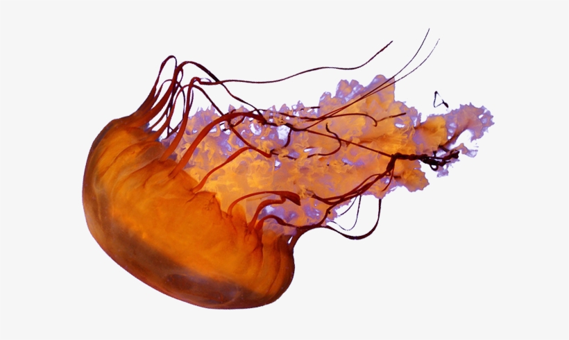 Detail Jellyfish Png Nomer 34
