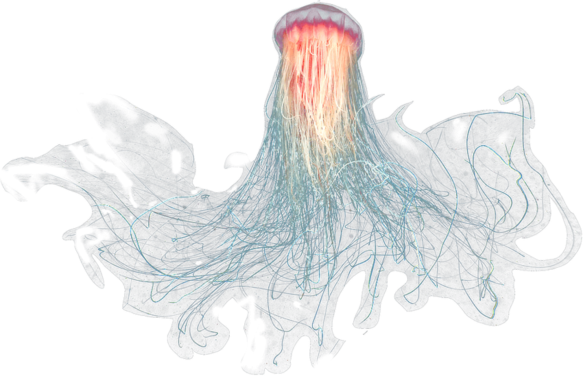 Detail Jellyfish Png Nomer 38