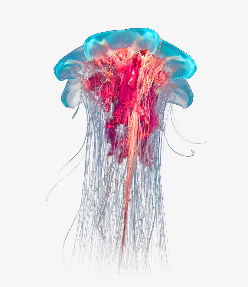 Detail Jellyfish Png Nomer 7