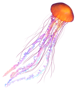 Detail Jellyfish Png Nomer 8