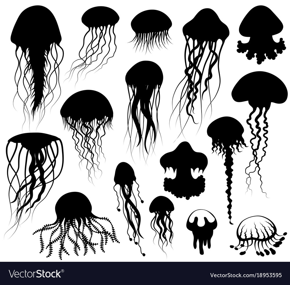 Jellyfish Silhouette Vector - KibrisPDR
