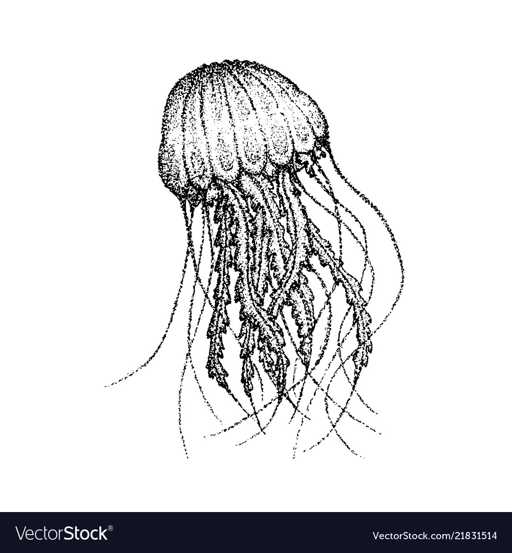 Detail Jellyfish Silhouette Vector Nomer 26