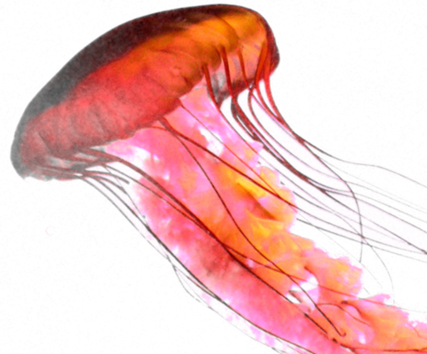 Detail Jellyfish Transparent Background Nomer 20