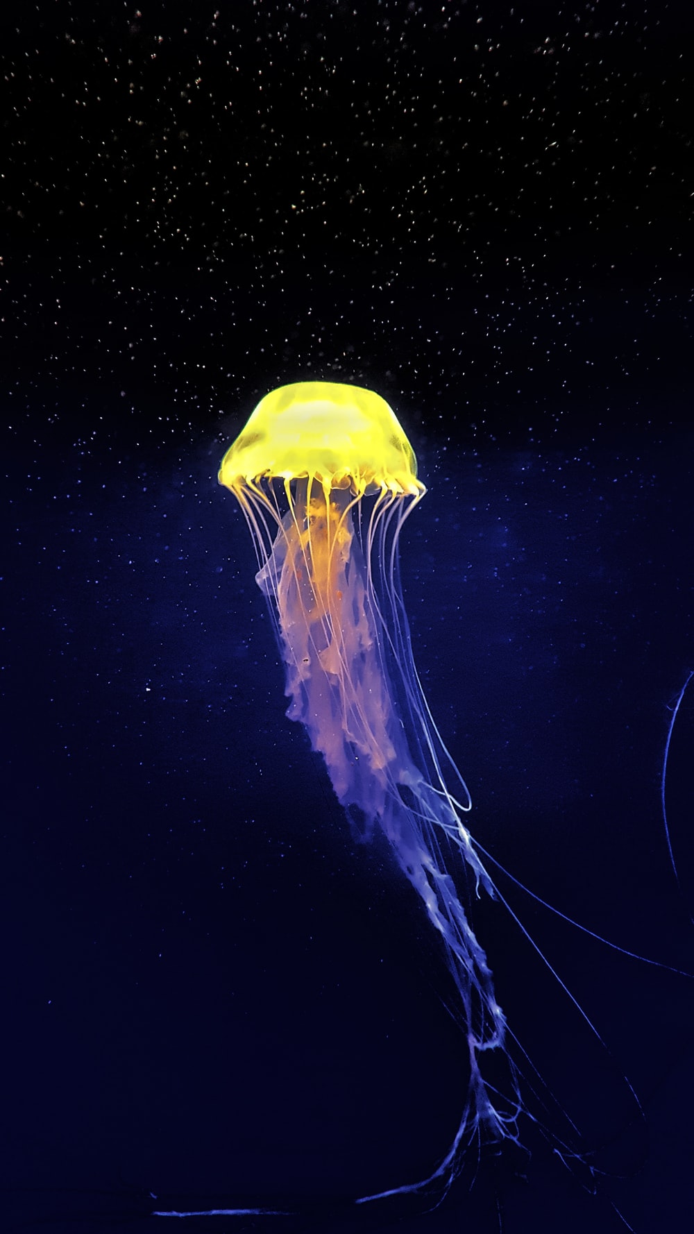 Jellyfish Wallpaper - KibrisPDR