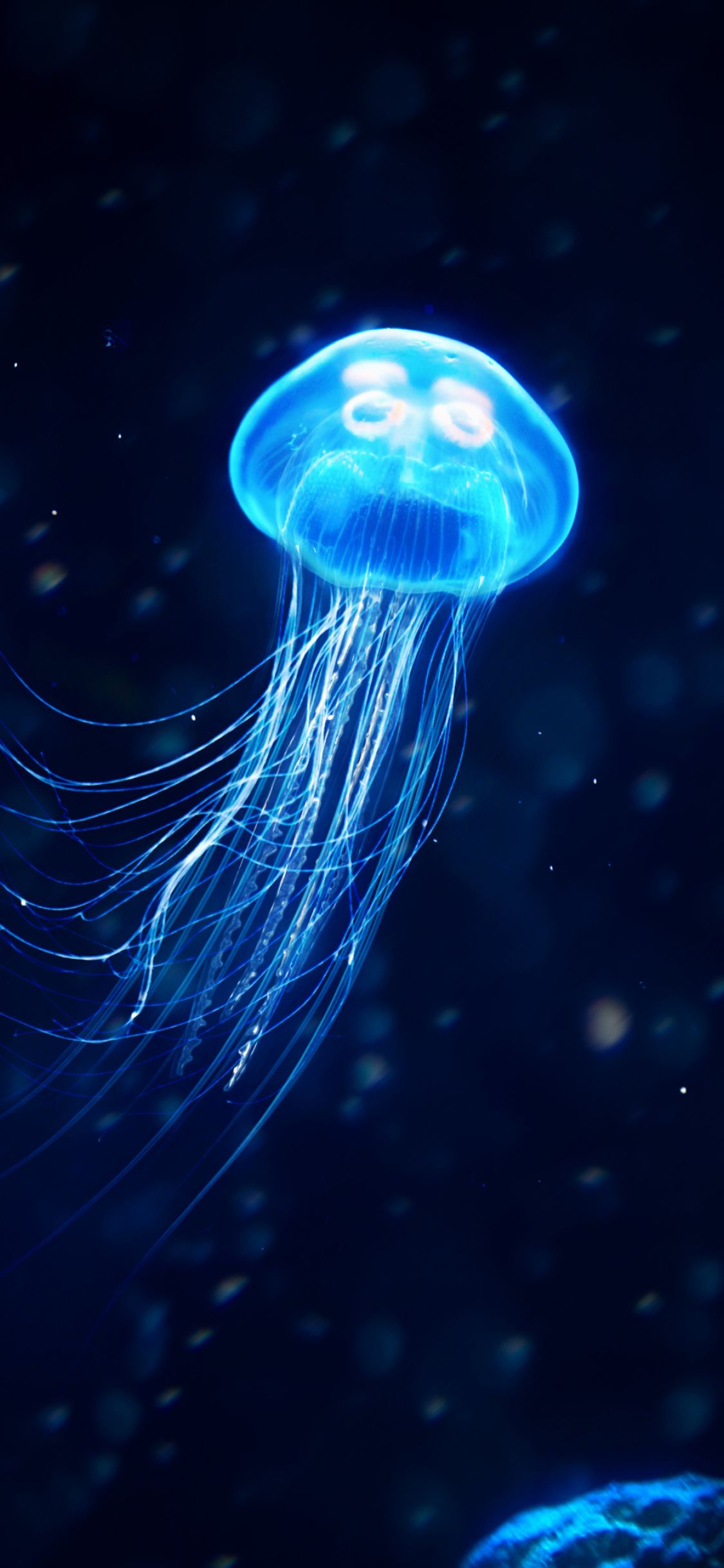 Detail Jellyfish Wallpaper Nomer 16