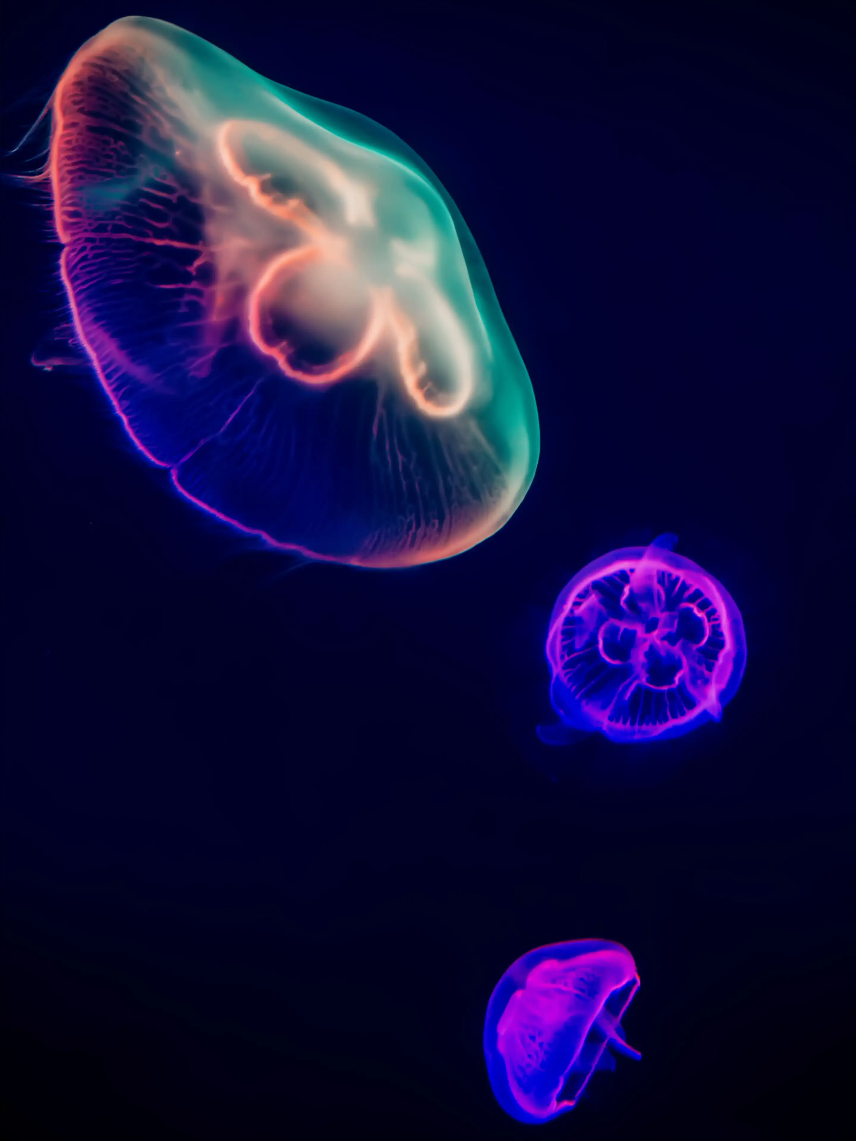 Detail Jellyfish Wallpaper Nomer 37