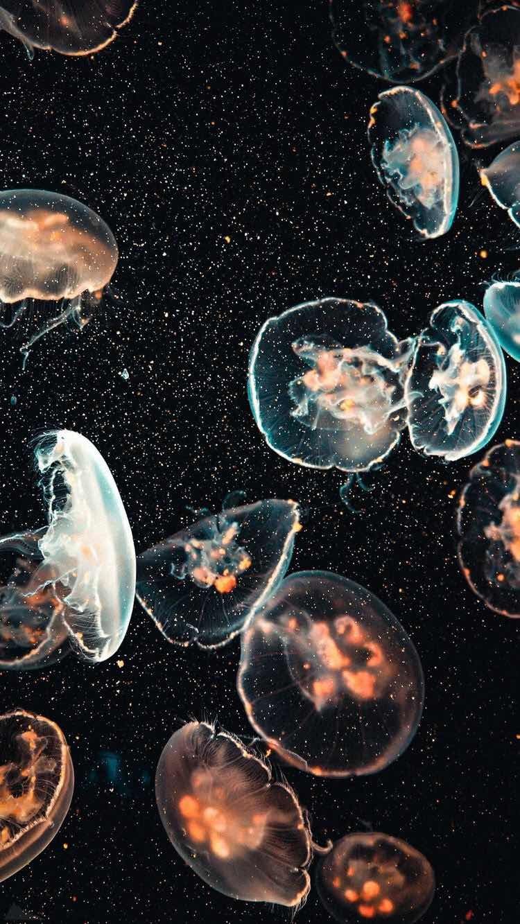 Detail Jellyfish Wallpaper Nomer 8