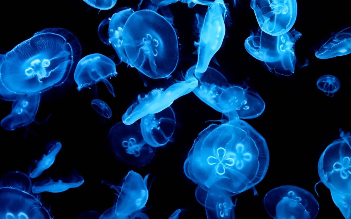 Detail Jellyfish Wallpapers Nomer 12