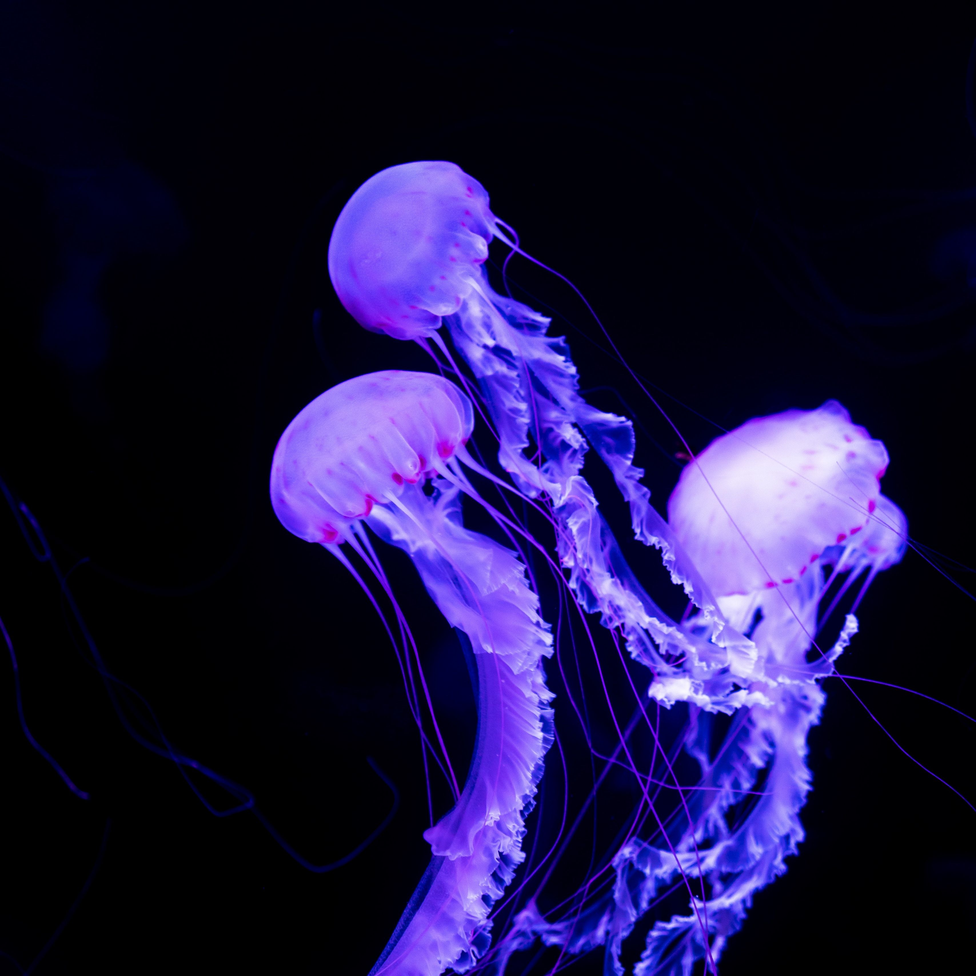 Detail Jellyfish Wallpapers Nomer 17