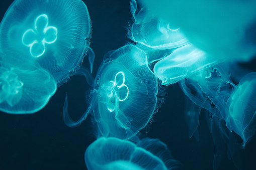 Detail Jellyfish Wallpapers Nomer 19