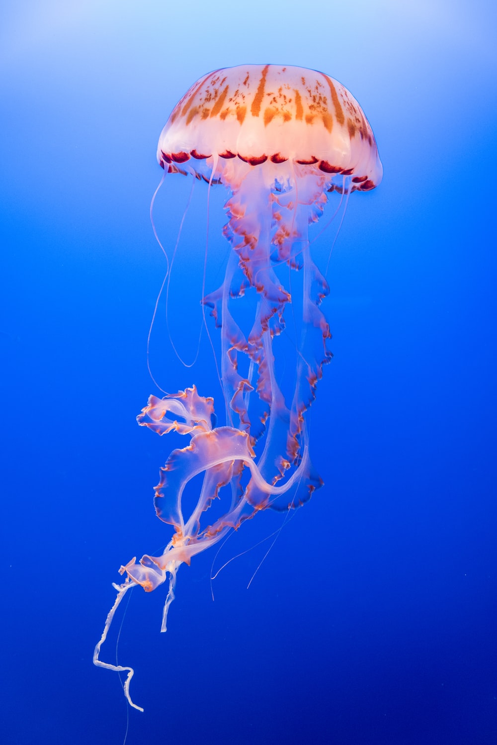 Detail Jellyfish Wallpapers Nomer 5