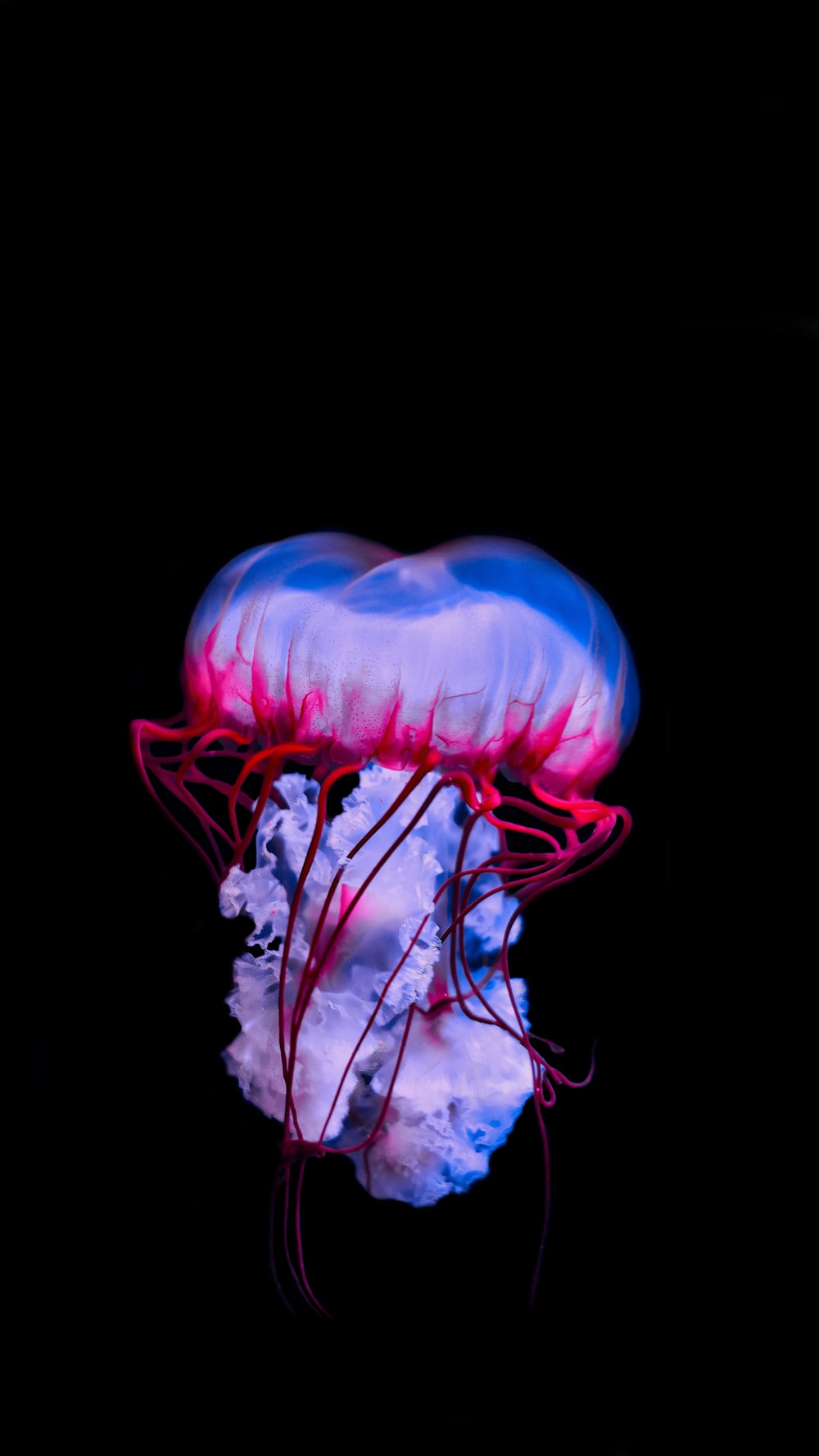 Detail Jellyfish Wallpapers Nomer 6